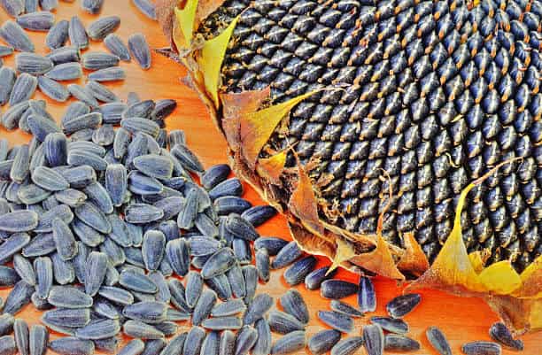 قیمت تخمه آفتابگردان صادراتی + خرید باور نکردنی